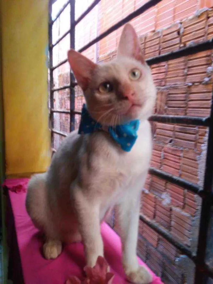 Gato ra a Comum idade 7 a 11 meses nome Floquinho