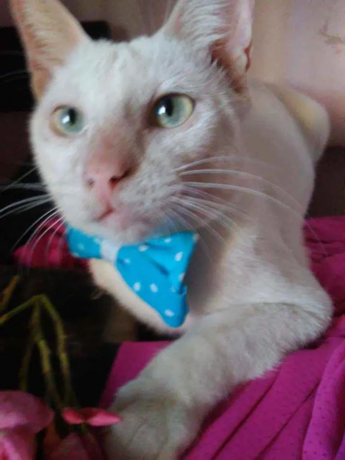 Gato ra a Comum idade 7 a 11 meses nome Floquinho