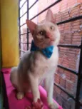 Floquinho
