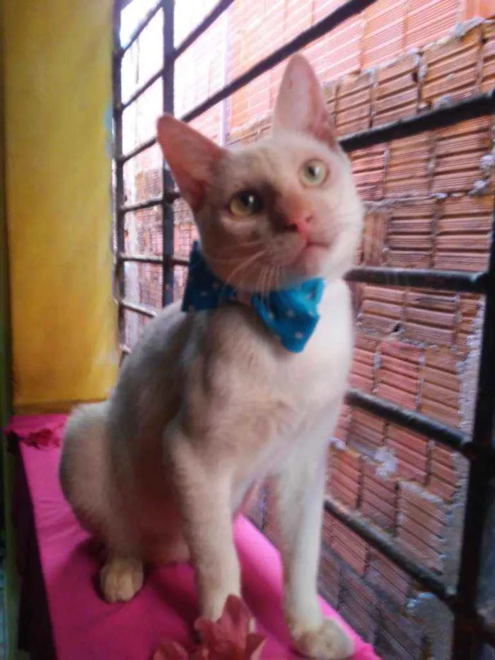 Gato ra a Comum idade 7 a 11 meses nome Floquinho