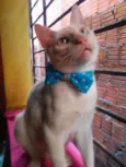 Floquinho