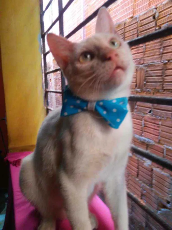 Gato ra a Comum idade 7 a 11 meses nome Floquinho