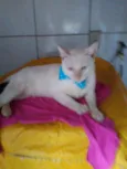Floquinho