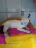 Floquinho