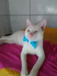 Floquinho