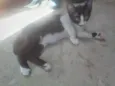 Frajolinha
