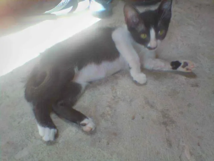 Gato raça  idade 2 a 6 meses nome Frajolinha