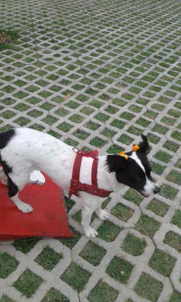 Cachorro raça Border Collier com vira lata idade 4 anos nome Lua
