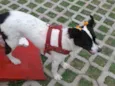 Lua