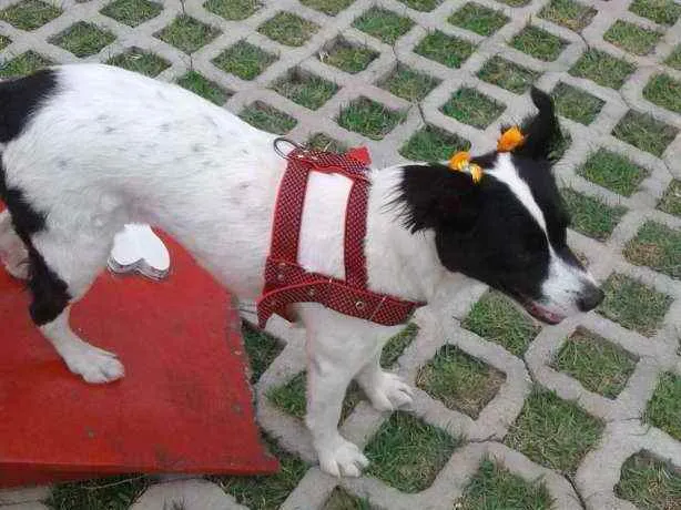 Cachorro raça Border Collier com vira lata idade 4 anos nome Lua