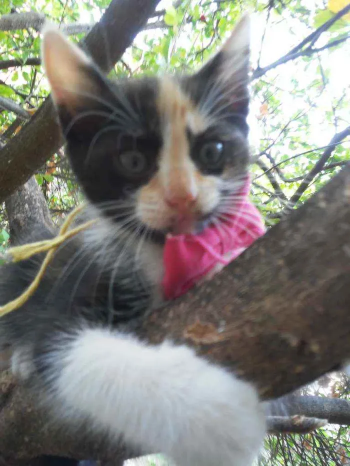 Gato ra a Diferente idade 2 a 6 meses nome Fofura