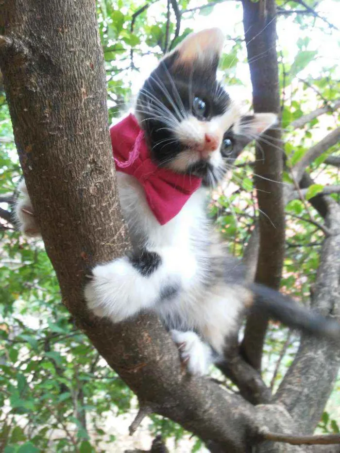 Gato ra a Diferente idade 2 a 6 meses nome Fofura