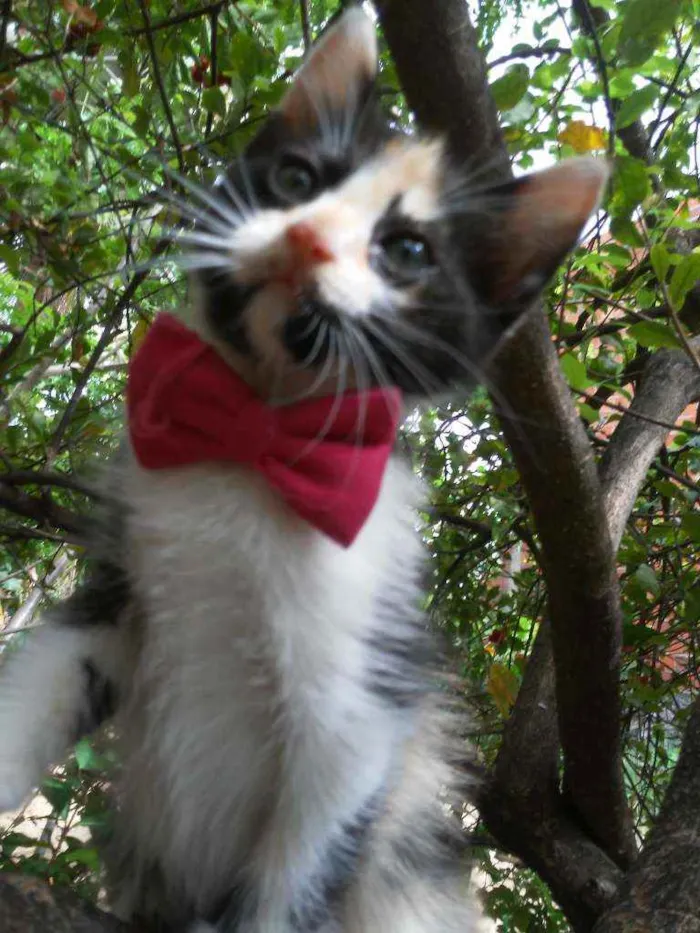 Gato ra a Diferente idade 2 a 6 meses nome Fofura