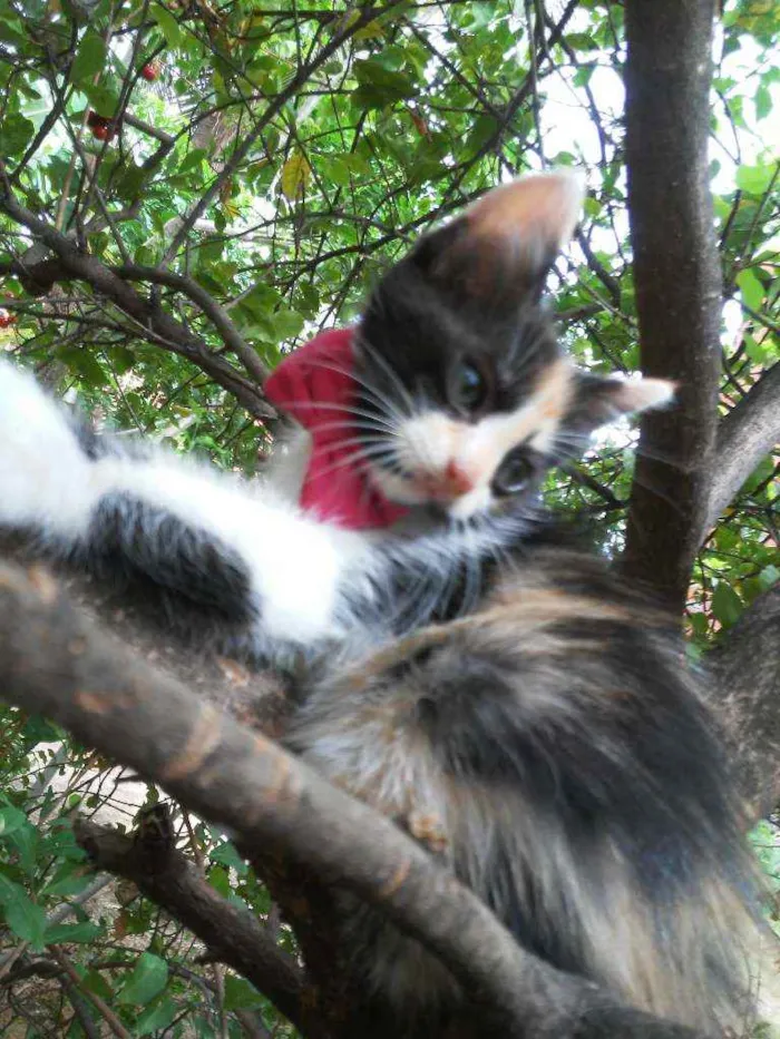 Gato ra a Diferente idade 2 a 6 meses nome Fofura
