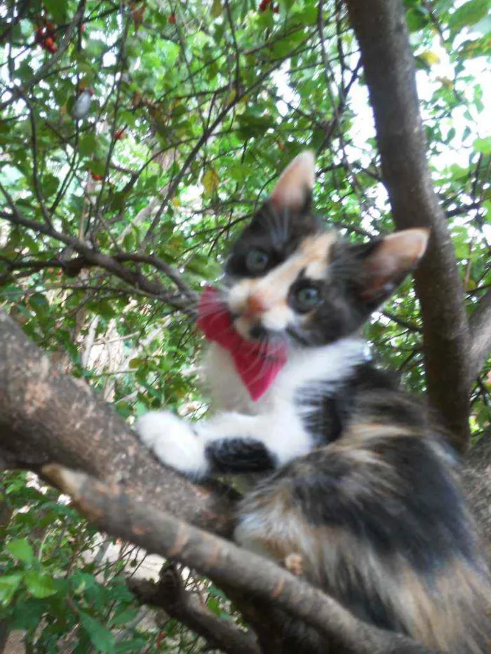 Gato ra a Diferente idade 2 a 6 meses nome Fofura