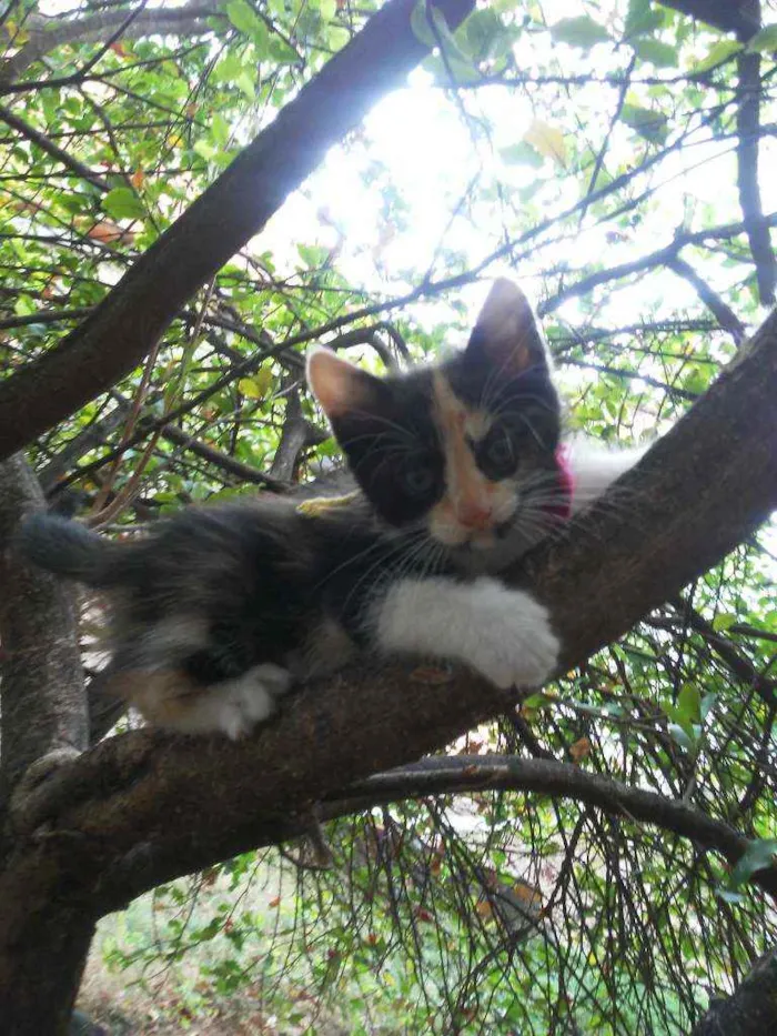 Gato ra a Diferente idade 2 a 6 meses nome Fofura