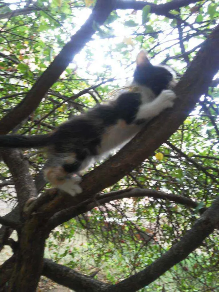 Gato ra a Diferente idade 2 a 6 meses nome Fofura