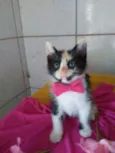 Fofura
