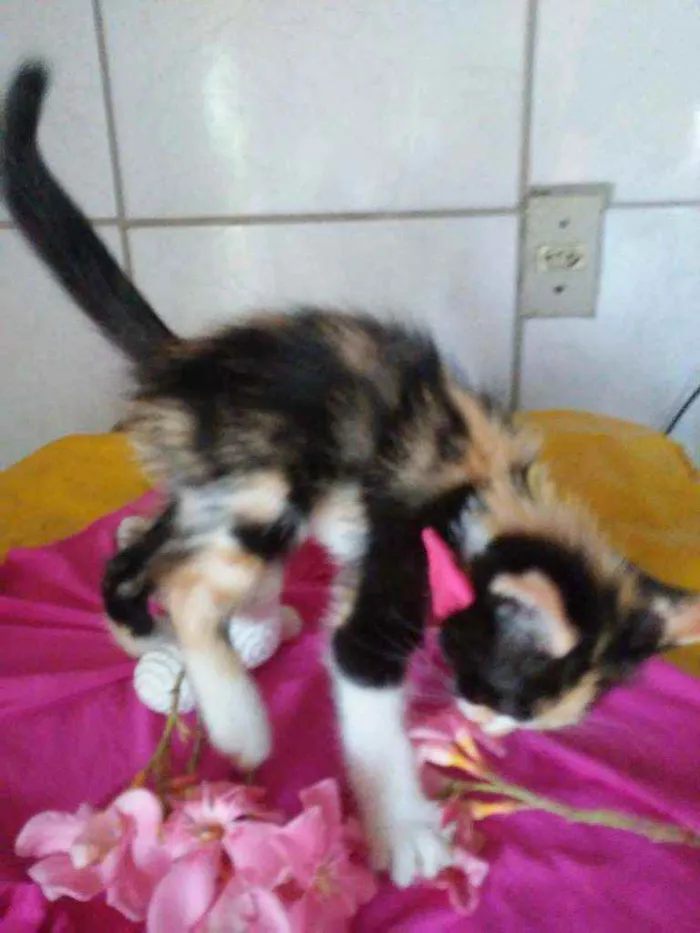 Gato ra a Diferente idade 2 a 6 meses nome Fofura