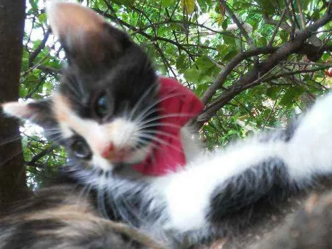 Gato ra a Diferente idade 2 a 6 meses nome Fofura