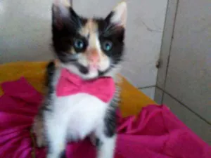 Gato raça Diferente idade 2 a 6 meses nome Fofura