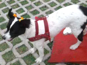 Cachorro raça Border Collier com vira lata idade 4 anos nome Lua