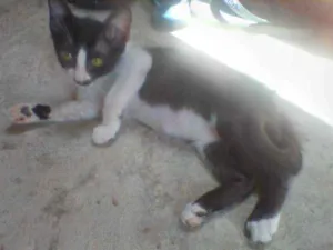 Gato raça  idade 2 a 6 meses nome Frajolinha