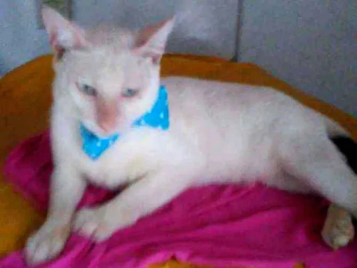 Gato ra a Comum idade 7 a 11 meses nome Floquinho