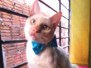 Gato raça Comum idade 7 a 11 meses nome Floquinho