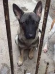 Lobo 