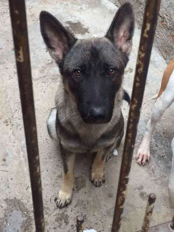 Cachorro ra a Pastor idade 7 a 11 meses nome Lobo 