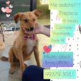 Paçoca 