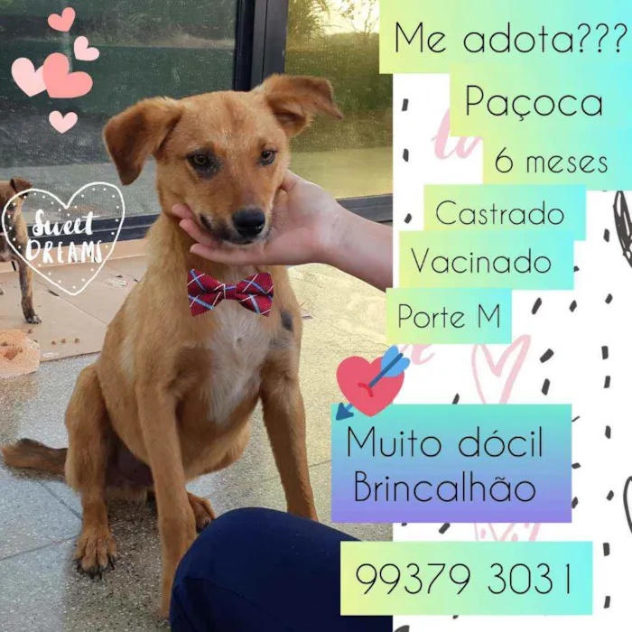 Cachorro raça SRD idade 7 a 11 meses nome Paçoca 