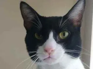 Gato raça Srd idade 2 anos nome Tom