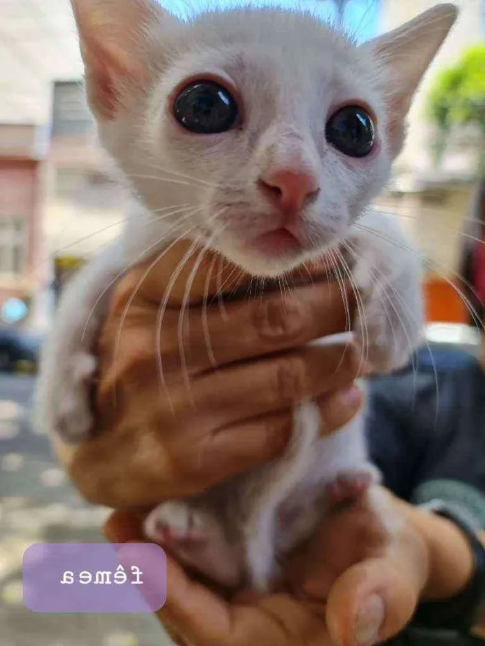 Gato ra a SRD idade Abaixo de 2 meses nome Kira