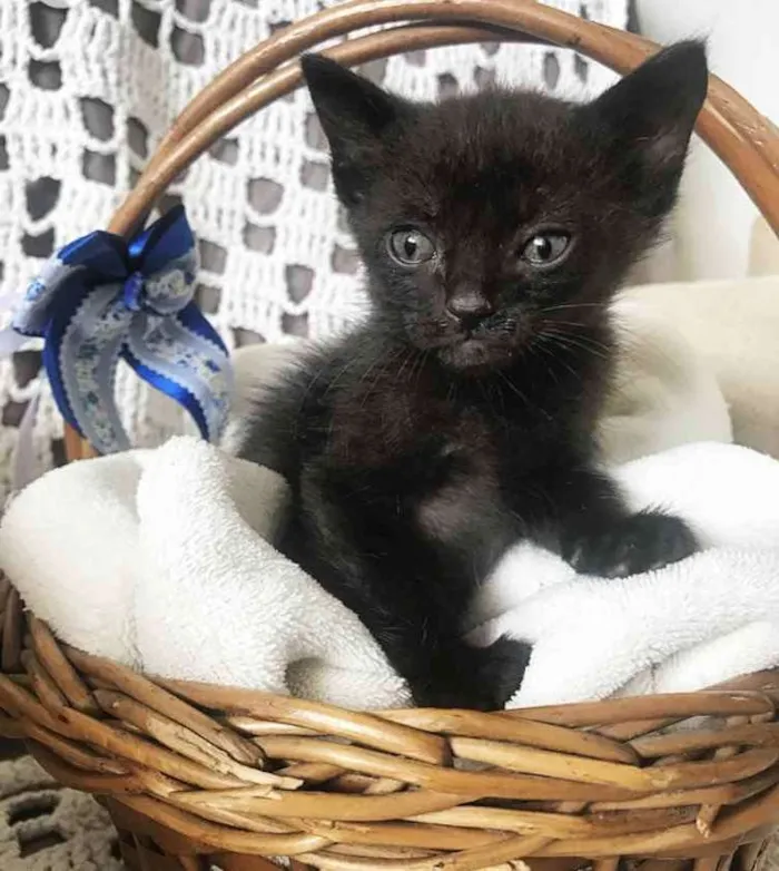 Gato ra a Sem Raça Definida  idade Abaixo de 2 meses nome ORION