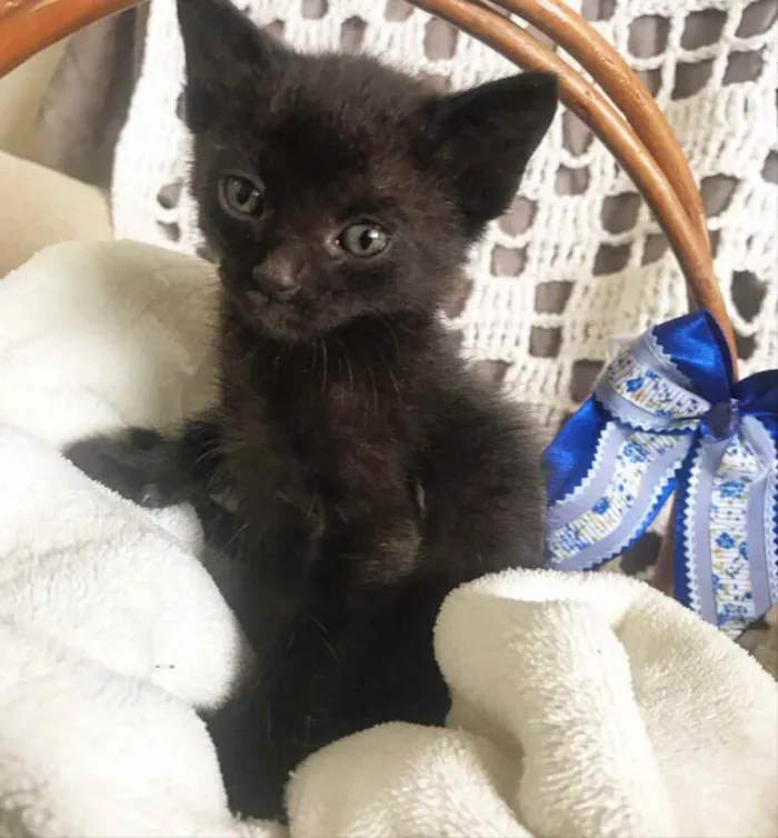 Gato ra a Sem Raça Definida  idade Abaixo de 2 meses nome ODIN