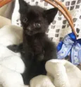 ODIN