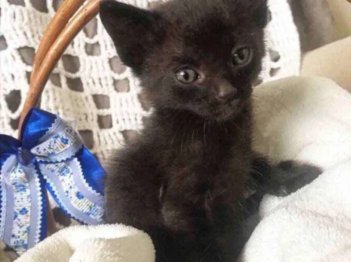 Gato ra a Sem Raça Definida  idade Abaixo de 2 meses nome ODIN