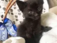 ODIN