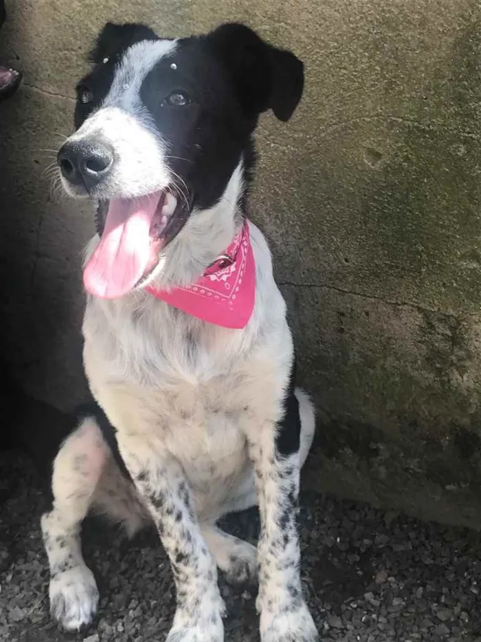 Cachorro ra a Sem Raça Definida  idade Abaixo de 2 meses nome PITAYA