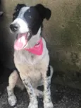 PITAYA