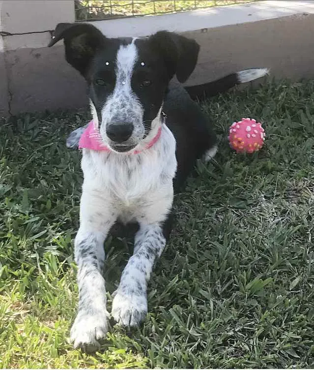 Cachorro ra a Sem Raça Definida  idade Abaixo de 2 meses nome PITAYA