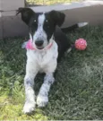 PITAYA