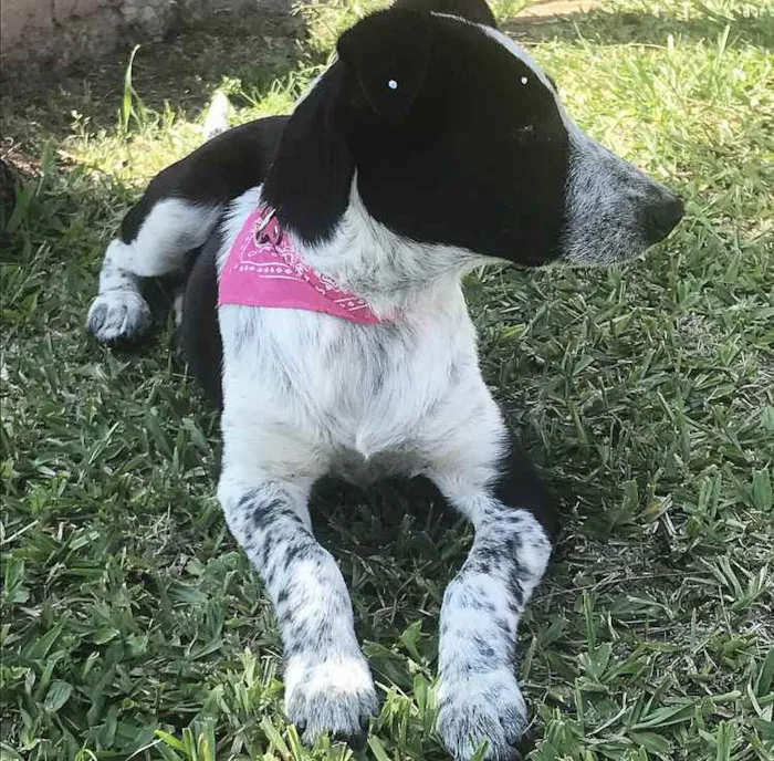 Cachorro ra a Sem Raça Definida  idade Abaixo de 2 meses nome PITAYA
