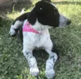 PITAYA