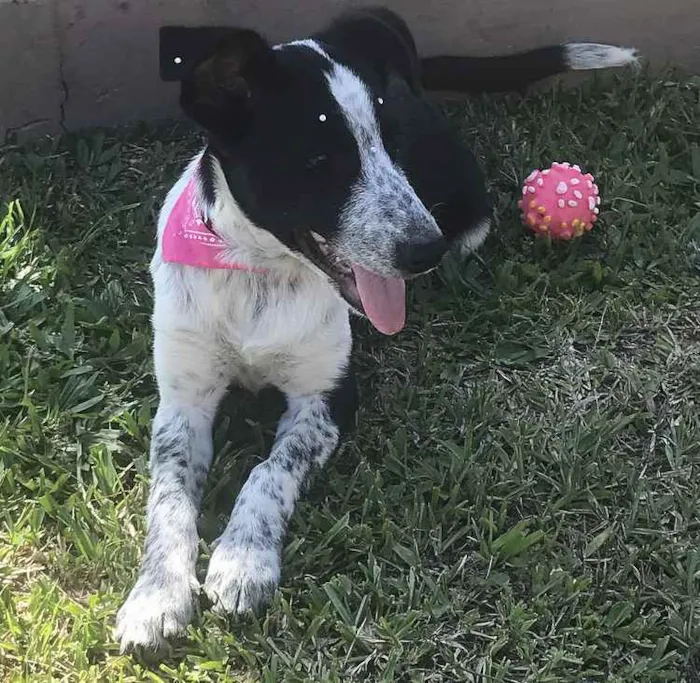 Cachorro ra a Sem Raça Definida  idade Abaixo de 2 meses nome PITAYA