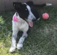 PITAYA