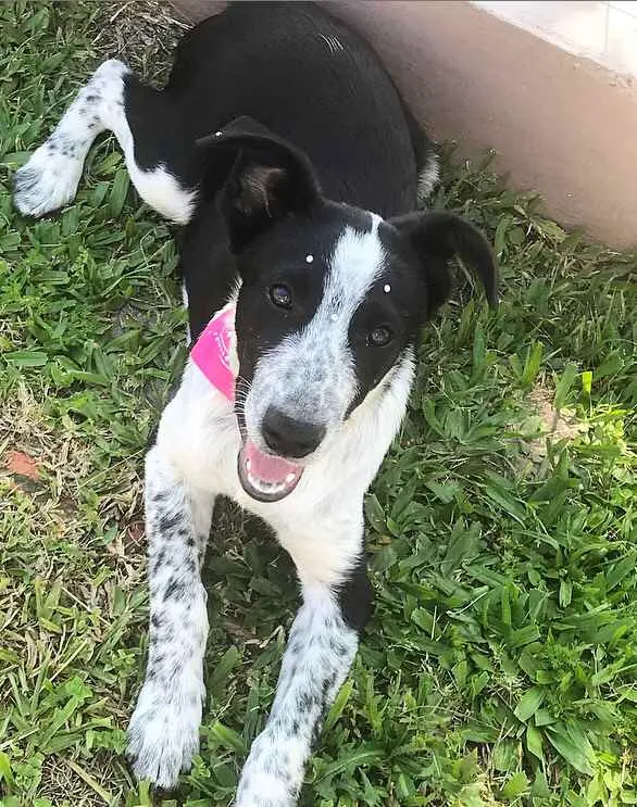 Cachorro ra a Sem Raça Definida  idade Abaixo de 2 meses nome PITAYA