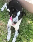 PITAYA
